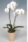 Planta Phalaenopsis