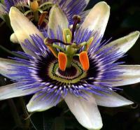 Flor de Passion fruit 