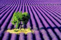 Campo de lavanda la esencia de BLUE LAVANDER